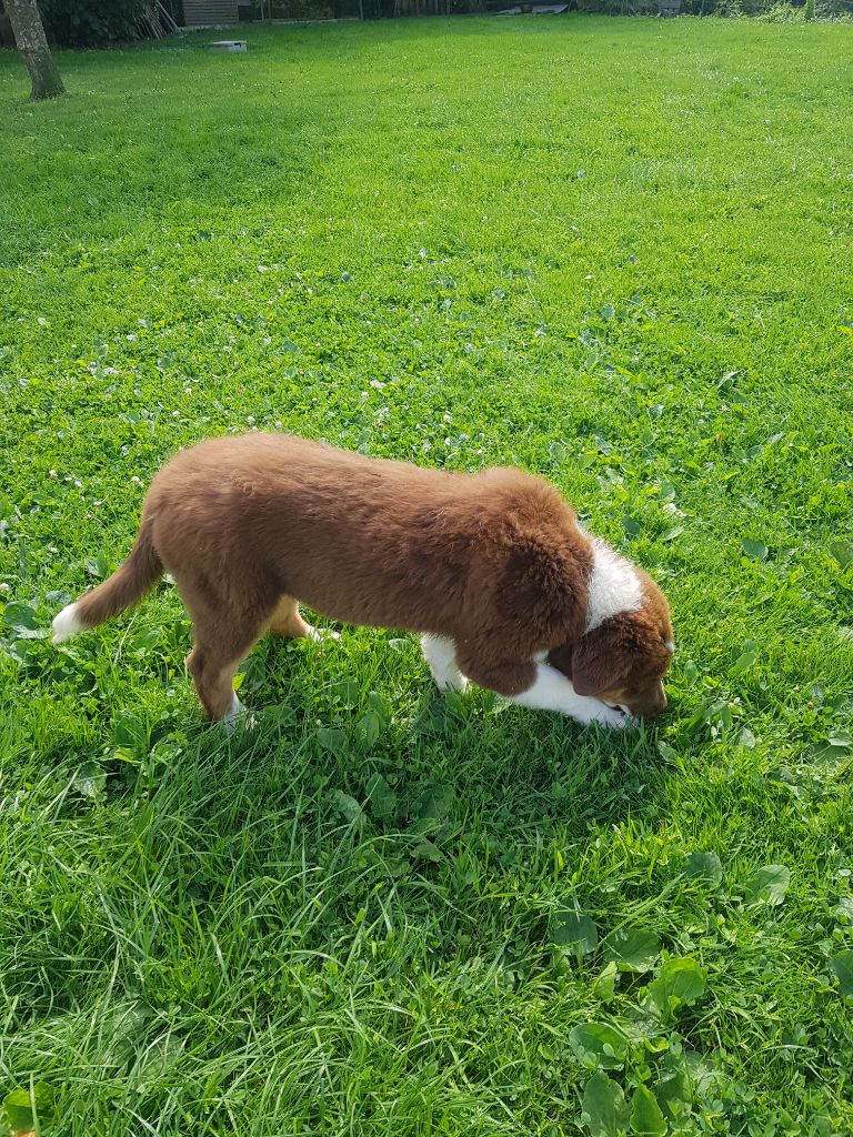 Des Jardins De La Guiotte - Chiot disponible  - Berger Australien