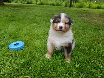 Mâle Bleu Merle