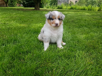 Femelle Bleu Merle