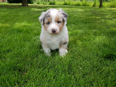 Mâle Bleu Merle