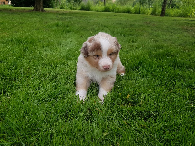 Mâle Rouge Merle