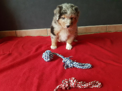 Femelle Bleu Merle