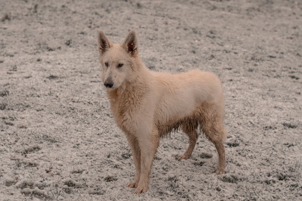 Riley du glacier des loups