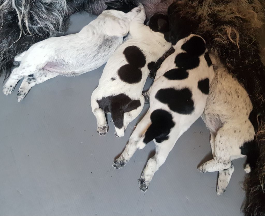 Des Jardins De La Guiotte - Chien d'arrêt allemand à poil dur - Portée née le 05/06/2024