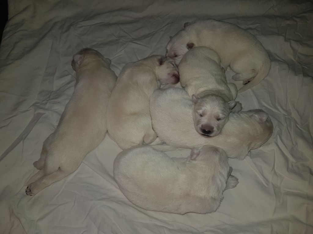 Des Jardins De La Guiotte - Berger Blanc Suisse - Portée née le 15/11/2022