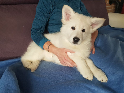 CHIOT