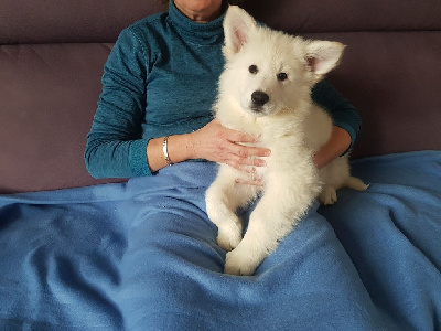 CHIOT