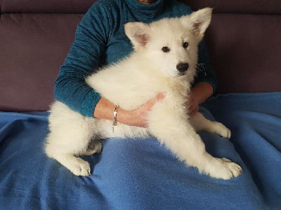 TAÏGA