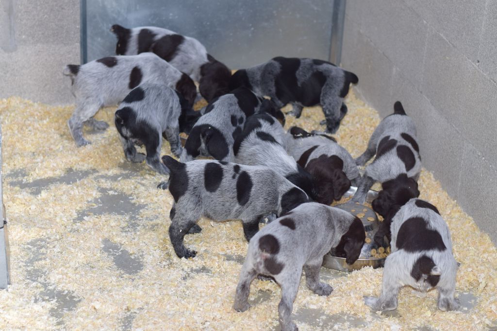 Des Jardins De La Guiotte - Chien d'arrêt allemand à poil dur - Portée née le 04/04/2022